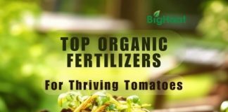 organic fertilizer