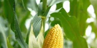 biofortified crops