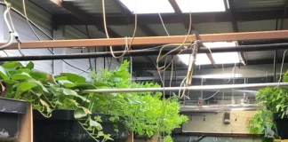 aquaponic farming