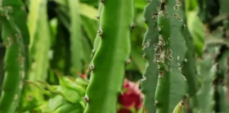 dragon fruit cultivation