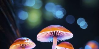 Bioluminescent mushroom