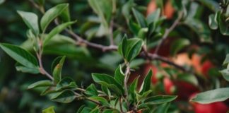 pomegranate farming