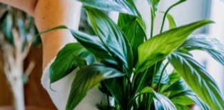 how to take care of indoor plants