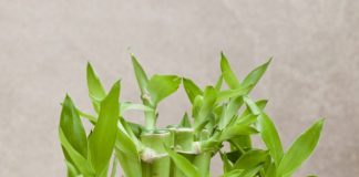 Lucky bamboo plant benefits