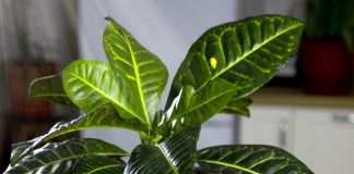 indoor plant care