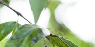 top fasted growing tree in india