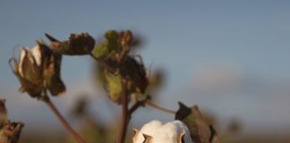 Top 6 Cotton Producing Countries in the World