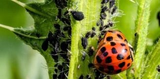 pest management strategies