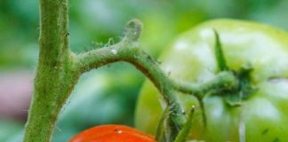 tomato diseases