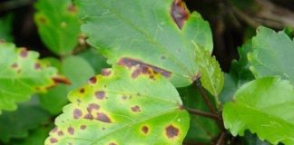 leaf spot disease