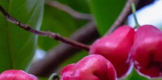 water-apple-rose-apple-Bell fruit-Jambu-Chambakka-Pani Seb