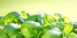 Basil-leaf