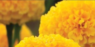 marigold_flower