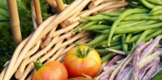 Seasonal vegetable Gardening Guide