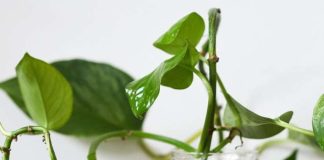 indoor plants that grows in water