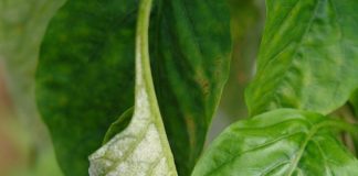 Chilli-Powdery-Mildew- Symptoms-and-Management-Tips