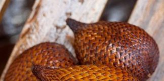 snakefruit-benefits