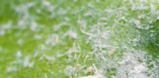 Whiteflies in Vegetable Crops: Symptoms and Control Tips