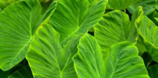 Benefits-Of-Arbi-Leaves-fresh-colocassia-leaf-benefits