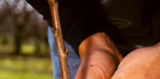 Different grafting techniques in horticulture