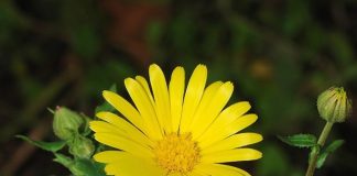 Medicinal Benefits of Calendula