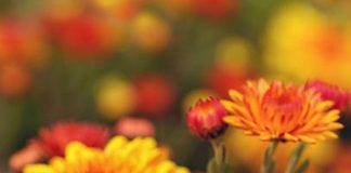 Medicinal benefits of Chrysanthemum