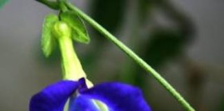 aparajita-blue-butterfly-pea-shankhpushpi