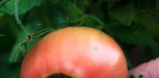 blossom-end-rot-tomato