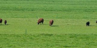 mixed farming-mixed cropping