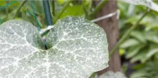 preventing and treating powdery mildew in vegetables