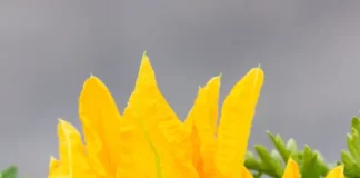 pumpkin flowers benefits