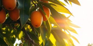 How to Start Your Own Backyard Fruit Orchard