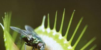 10 Fascinating Carnivorous Plants That Feast on Insects