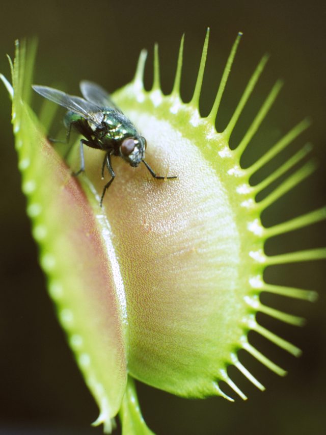 10 Fascinating Carnivorous Plants That Feast on Insects