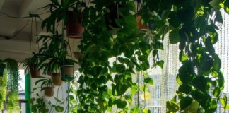 Tips for Starting a Small Balcony Garden