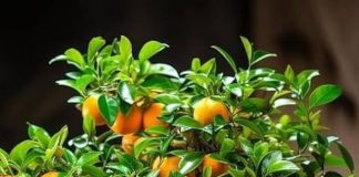 steps to grow bonsai fruit