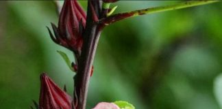 6 Amazing Health Benefits of Roselle