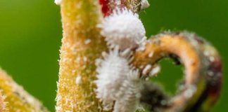 8 Effective ways to Control Mealybugs in your Garden