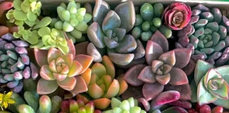 top 10 types of succulents