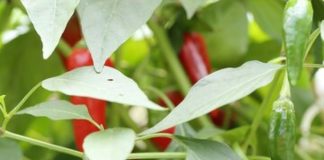 Effective Control Measures for Chili Disease Management