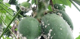 Papaya Mealy bugs control measures