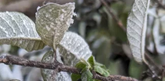 Guava whitefly and its control measures