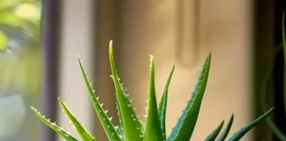 How to Grow and Take Care of an Aloe Plant