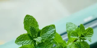 Easy Steps to Grow Culinary Herbs During the Winter