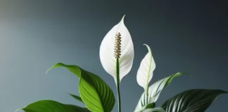 How to grow peace lily at home