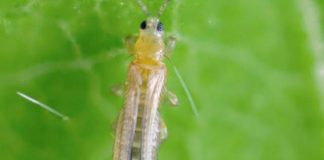 Learn How to Control and Get Rid of Thrips