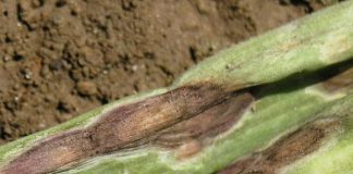 Purple Blotch in Onion Plants