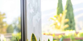 How to Grow and Care for Snake Plants Indoors