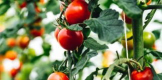 Tips for Growing Healthy Tomatoes