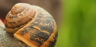 Tips to Get Rid of Snails and Slugs in your Garden